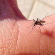 Thumb_remedios_naturales_mosquito_chikungunya.jpg