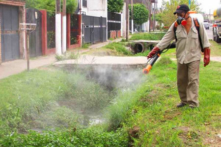 dengue dengue