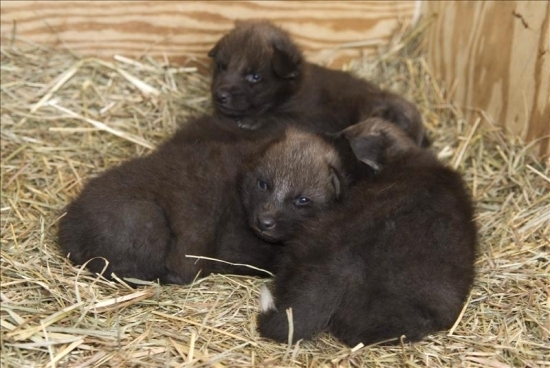 Nacen Cachorros De Aguara Guazu En Estados Unidos Paraguay Com